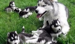 銀子二哈吃哈密瓜,銀子二哈的哈密瓜盛宴