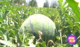 江南新城揭陽(yáng)吃瓜,探尋美食瓜子的風(fēng)味之旅