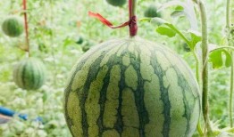 當下吃瓜,最新吃瓜大事件，帶你領略明星幕后風云