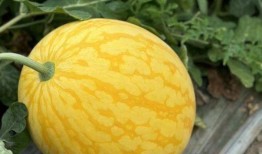 浙岱吃瓜,浙岱地區特色美食“吃瓜”文化探秘