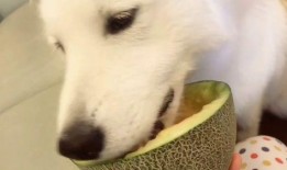 吃瓜群眾看我吃瓜視頻,跟隨我一起探索吃瓜視頻的魅力