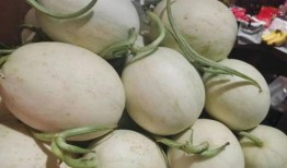 吃瓜協會海南,吃瓜協會的甜蜜瓜果之旅