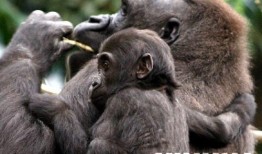 小猩猩吃瓜,小猩猩的夏日瓜果盛宴