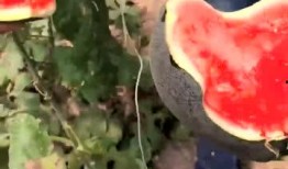 黑皮女孩吃瓜,黑皮女孩的瓜田奇遇記