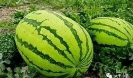 洪嘉悅吃瓜,揭秘娛樂(lè)圈幕后故事