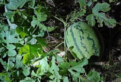 最右吃瓜,揭秘網絡熱點的背后真相