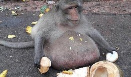 嬰猴吃瓜,萌態(tài)可掬的童年時光