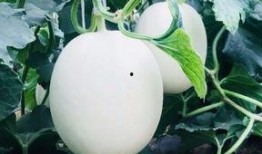 吃瓜云瓜,探尋夏日消暑新潮流