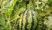 親子頭像吃瓜,揭秘明星家庭溫馨瞬間