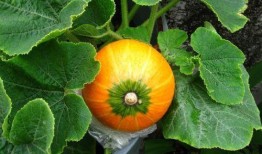 哺乳期可以吃捎瓜嗎,哺乳期媽媽適宜食用捎瓜的溫馨指南