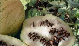 吃瓜怎么留種子,揭秘瓜類植物的繁殖奧秘