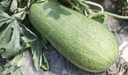 到了吃瓜的季節,暢享清涼吃瓜季