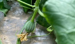 源兒吃瓜,揭秘娛樂圈幕后故事