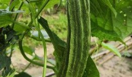 油管中國吃瓜數(shù)據(jù),揭秘網(wǎng)絡熱點的背后故事