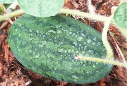 不尋吃瓜全文,一場關于真相與輿論的深度探討