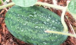 不尋吃瓜全文,一場關于真相與輿論的深度探討