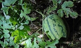 吃瓜視頻偷西瓜,吃瓜視頻里的西瓜誘惑