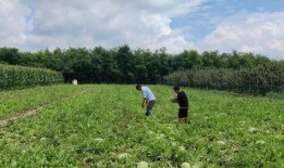 瓜農急尋找吃瓜,共享夏日甜蜜盛宴