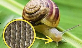 帶你吃瓜野生蝸牛視頻,帶你吃瓜體驗獨特風(fēng)味