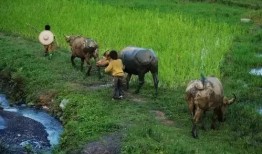 農村吃蜜瓜喂羊,蜜瓜喂羊，共享豐收喜悅