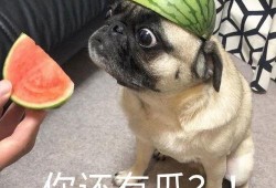 小野吃瓜表情包,趣味橫生的網(wǎng)絡(luò)文化現(xiàn)象