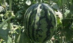 榆林老孟吃瓜,揭秘民間吃瓜文化的魅力與傳承