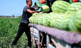 松坪村吃瓜,感受鄉(xiāng)村田園生活