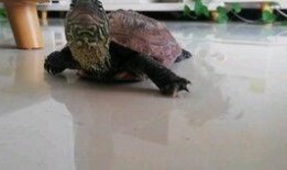 烏龜吃瓜的圖片,夏日清涼一幕