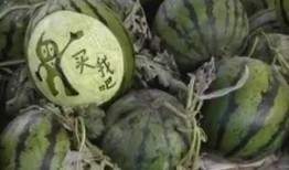 瓜哥吃瓜野生廚房視頻,揭秘幕后趣事與美食之旅