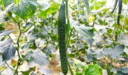 金刺瓜怎么吃,解鎖美味新體驗