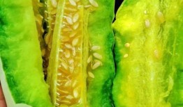 什么瓜帶皮吃,盡享自然之美——揭秘“帶皮吃瓜”的獨特魅力