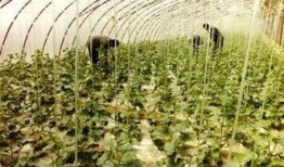 景甜瓜吃瓜群,揭秘明星幕后趣聞，粉絲互動新天地