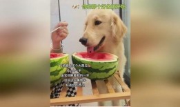 吃瓜被狗搶了,吃瓜被狗搶，一場意外的歡樂鬧劇