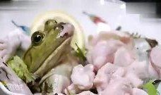 蛙蛙吃瓜視頻,揭秘網絡紅人的趣味日常