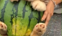 狗隨主人吃瓜,寵物與主人共度歡樂時光