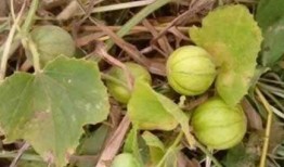 懷孕兩個月夢見吃田瓜,兩個月孕媽的田瓜奇夢啟示