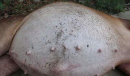 吃乳瓜胃脹,揭秘原因及預(yù)防措施