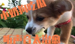 狗隨主人吃瓜,寵物與主人共度歡樂時光