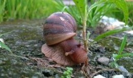 帶你吃瓜野生蝸牛視頻,帶你吃瓜體驗獨特風(fēng)味