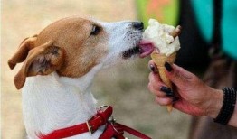 狗狗吃瓜特效制作教程,輕松打造萌寵歡樂瞬間