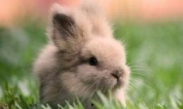 兔子吃手瓜嗎,探究兔子飲食習慣之謎