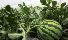 各種瓜吃瓜私,揭秘吃瓜私成的秘密世界