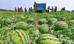 河北衡水吃瓜事件視頻,一場網(wǎng)絡(luò)熱議的校園風(fēng)波揭秘