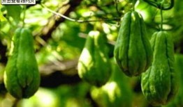 瓜葉弓怎么吃,解鎖美味新體驗(yàn)