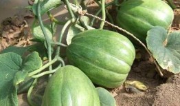 13部吃瓜了,揭秘娛樂(lè)圈幕后風(fēng)云