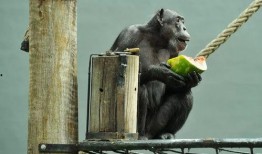 帶你吃瓜表情打拳,拳力全開的激情對決