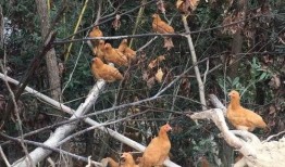 中老年人吃雞瓜好不好,中老年人食用雞瓜的益處與注意事項