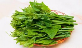 楊瓜尖怎么吃最好,楊瓜尖的多樣美味食用指南