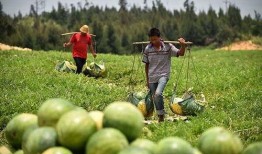 松坪村吃瓜,感受鄉(xiāng)村田園生活