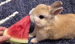 兔子吃福壽瓜嗎,探尋兔子飲食習慣之謎